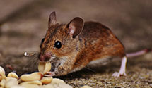 24 Hour & Emergency Exterminators in Erin Prairie, WI